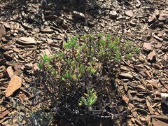 Lampranthus haworthii