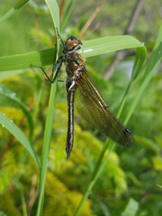 Cordulia shurtleffii