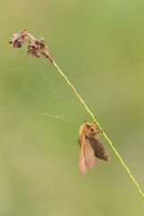 Malacosoma alpicolum