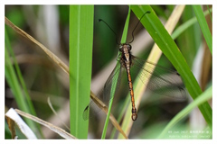 Ascalohybris subjacens