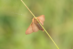 Malacosoma alpicolum
