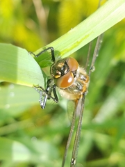 Cordulia shurtleffii