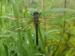 Cordulia shurtleffii