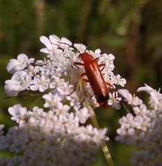 Rhagonycha fulva