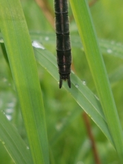 Cordulia shurtleffii