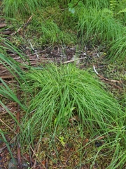 Carex laeviculmis