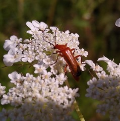 Rhagonycha fulva