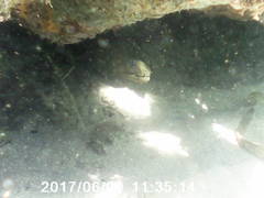 Gymnothorax funebris