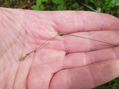 Carex laeviculmis