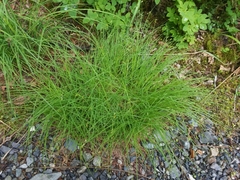 Carex laeviculmis