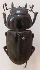 Dorcus curvidens curvidens