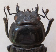 Dorcus curvidens curvidens