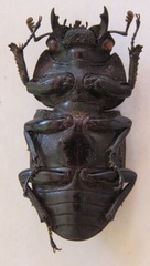 Dorcus curvidens curvidens