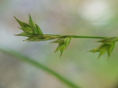 Carex laeviculmis