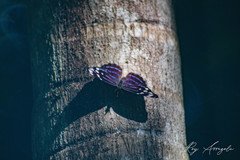 Myscelia ethusa ethusa