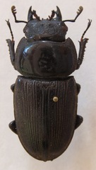 Dorcus curvidens curvidens