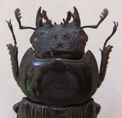 Dorcus curvidens curvidens