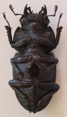 Dorcus curvidens curvidens