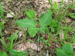 Trillium recurvatum