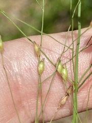 Panicum virgatum cubense