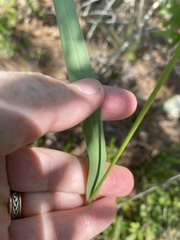 Panicum virgatum cubense