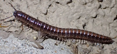 Caseyidae