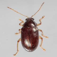 Rhabdopterus