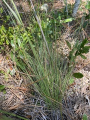 Aristida stricta