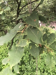 Prunus padus