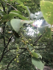 Prunus padus