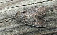 Lacanobia radix