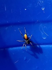 Castianeira descripta