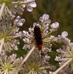 Rhagonycha fulva