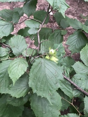 Corylus avellana