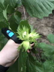 Corylus avellana
