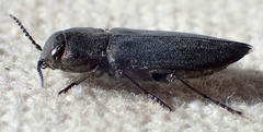 Melanophila