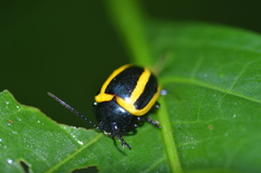 Proseicela vittata