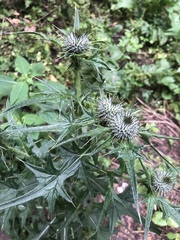Cirsium vulgare