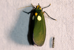 Carpostalagma viridis