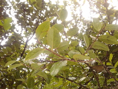 Xylosma spiculifera
