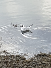 Chroicocephalus ridibundus