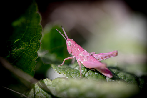 Common Field Grasshopper, photo 9 of 10