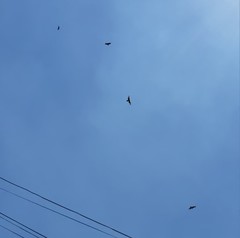Parabuteo unicinctus