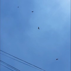 Parabuteo unicinctus