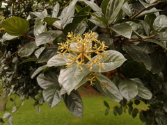 Viburnum triphyllum