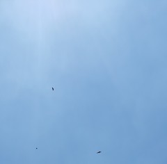 Parabuteo unicinctus