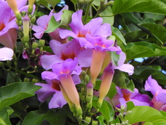 Amphilophium buccinatorium