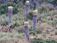 Espeletia guacharaca