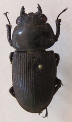 Dorcus curvidens curvidens