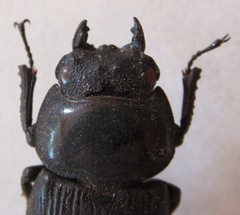 Dorcus curvidens curvidens